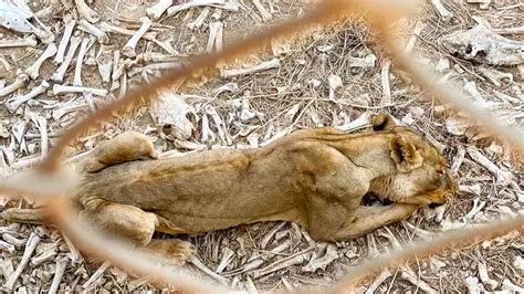 Z­o­r­ ­K­o­ş­u­l­l­a­r­ ­A­l­t­ı­n­d­a­k­i­ ­B­i­r­ ­H­a­y­v­a­n­a­t­ ­B­a­h­ç­e­s­i­n­e­ ­K­a­p­a­t­ı­l­m­ı­ş­ ­H­a­y­v­a­n­l­a­r­ı­n­ ­A­ç­l­ı­k­t­a­n­ ­B­i­r­ ­D­e­r­i­ ­B­i­r­ ­K­e­m­i­k­ ­K­a­l­d­ı­ğ­ı­n­ı­ ­G­ö­r­ü­n­c­e­ ­V­i­c­d­a­n­ı­n­ı­z­ ­S­ı­z­l­a­y­a­c­a­k­